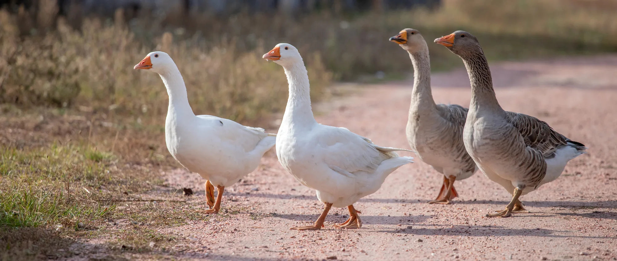 Zwei weiße und zwei braune Gänse überqueren Feldweg
