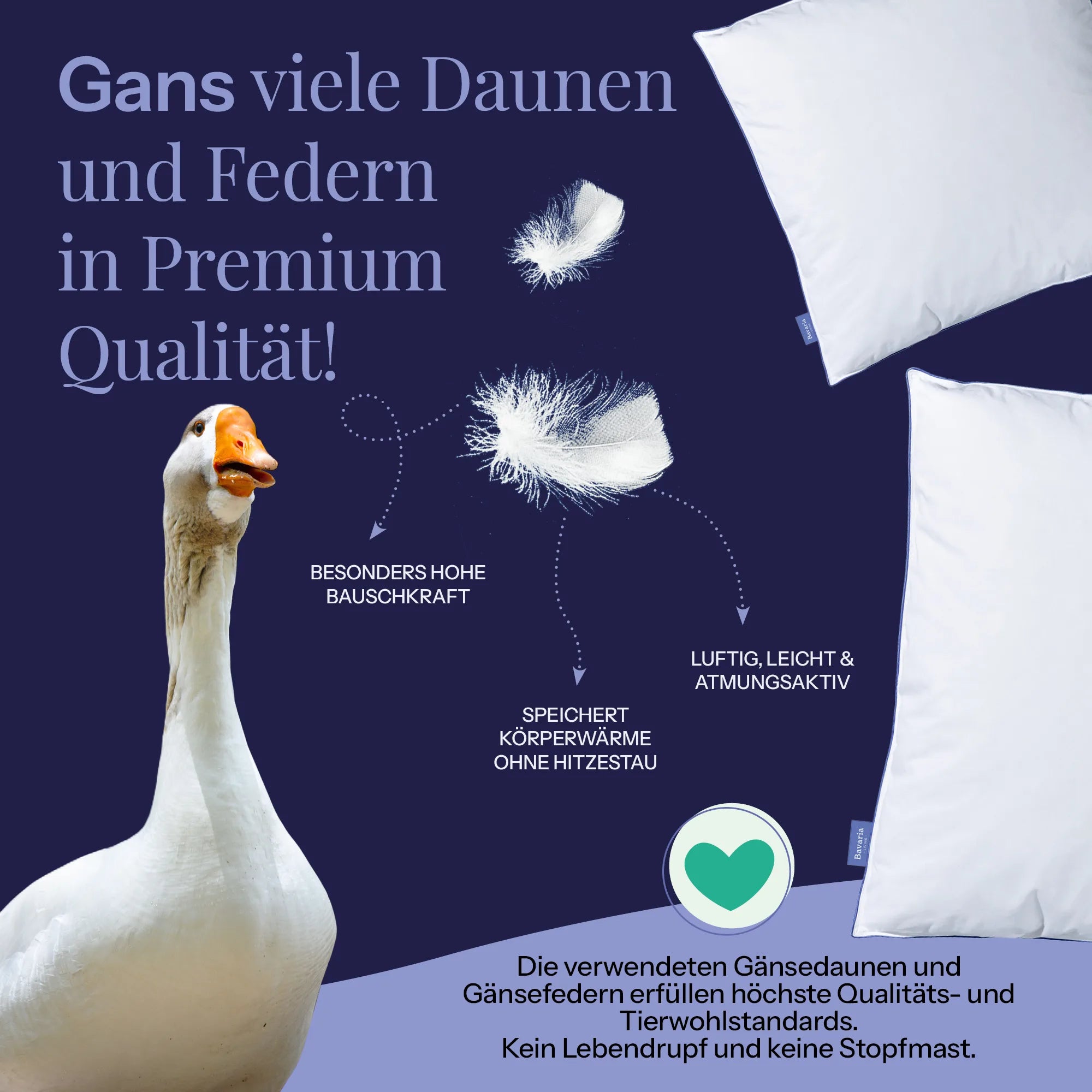 Produktbild mit Gans und Text " Gans viele Daunen und Federn in Premium Qulaität