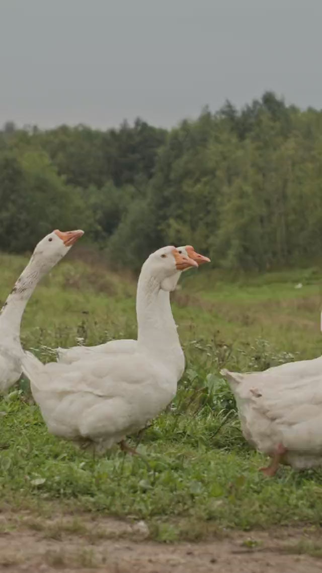Freilaufende weiße Gänse auf einer grünen Wiese